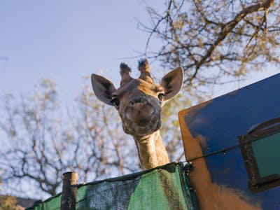 Moholoholo Wildlife Rehabilitation Centre - baby giraffe peering over