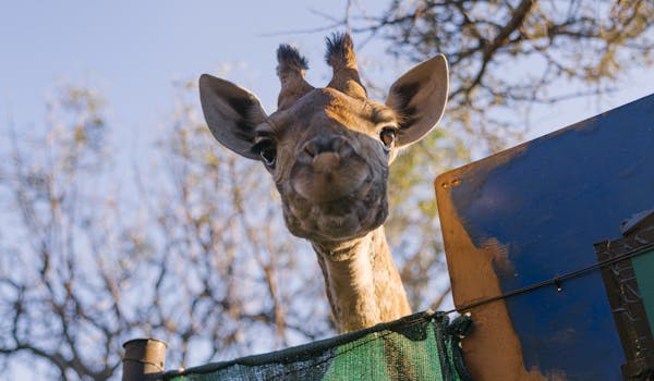 Moholoholo Wildlife Rehabilitation Centre - baby giraffe peering over