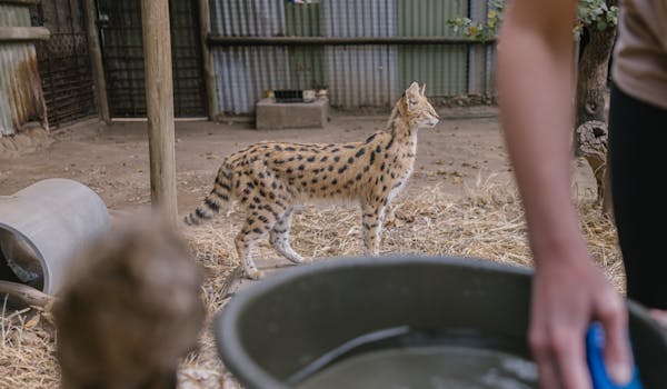 The Immersive Wildlife Rehabilitation Experience - volunteer cleaning up beside a serval