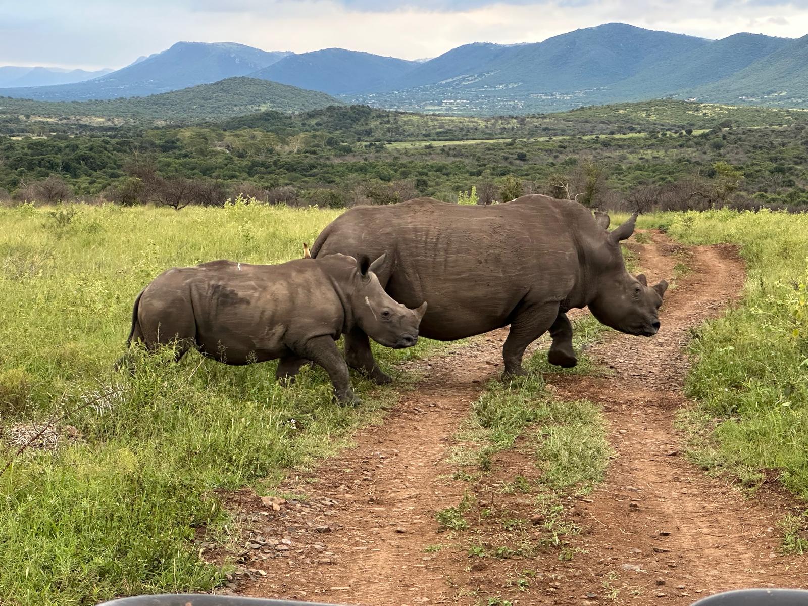 Kristine Hoyt: mother and baby rhino crossing a track nearby 