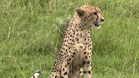 Kristine Hoyt - cheetah close up