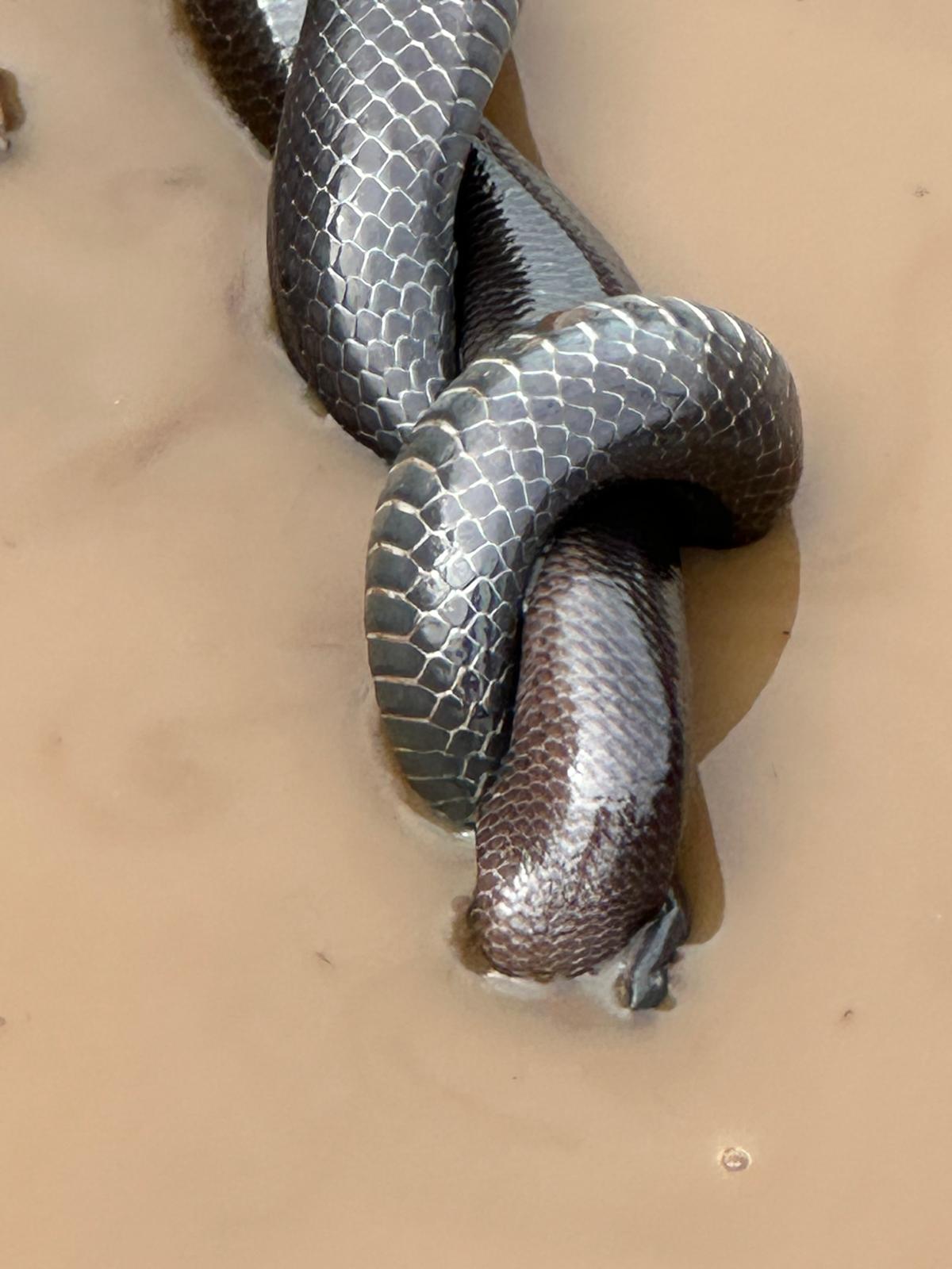 Kristine Hoyt - two snakes fighting in the water 