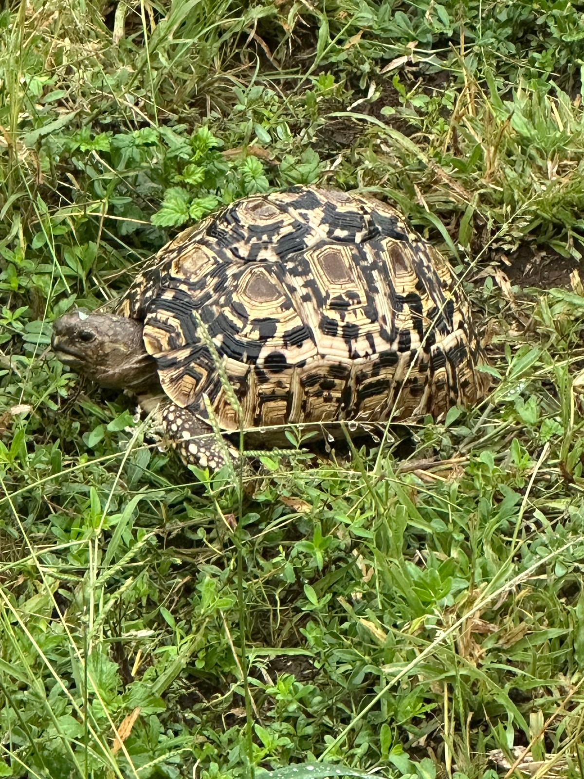 Kristine Hoyt - tortoise in the grass