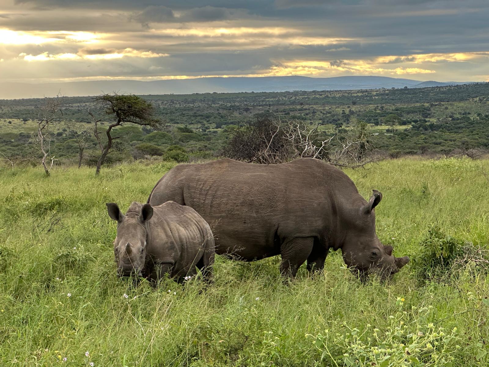 Kristine Hoyt - mother and baby rhino close up 