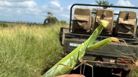 Kristine Hoyt - stick insect on a volunteers hand