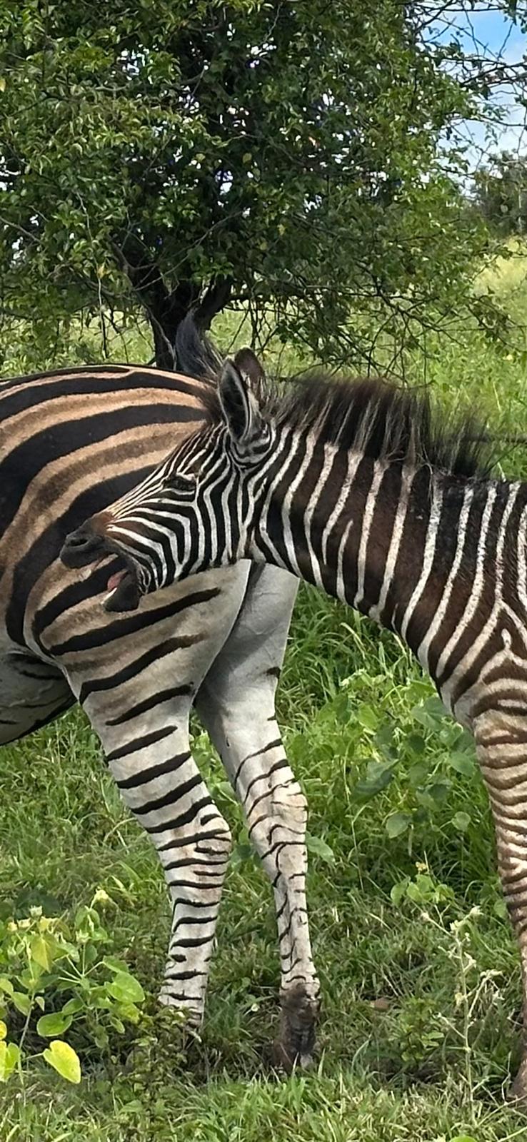 Kristine Hoyt - zebra close up