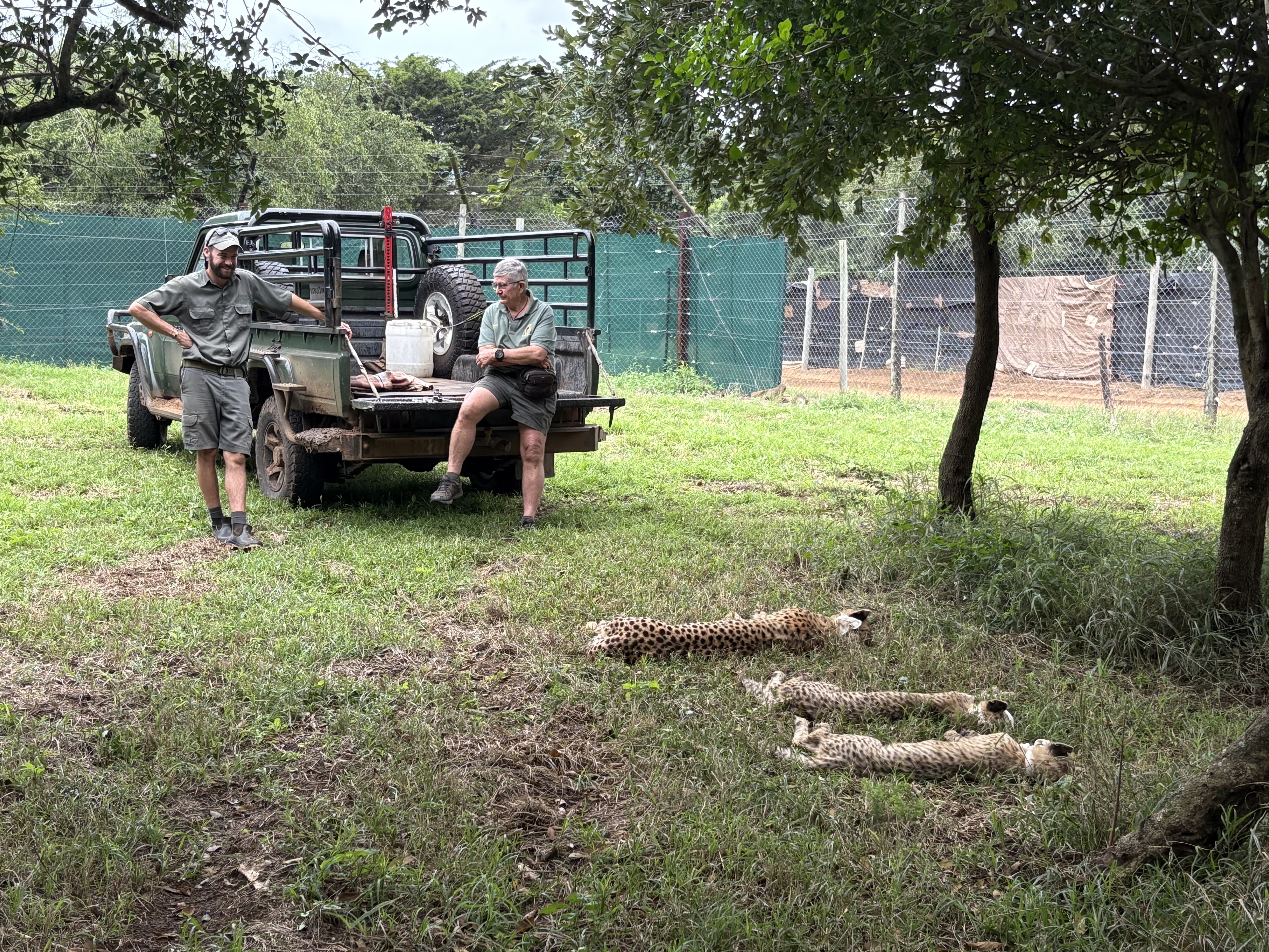 Michelle Jacobs - volunteers assessing sedated cheetah 