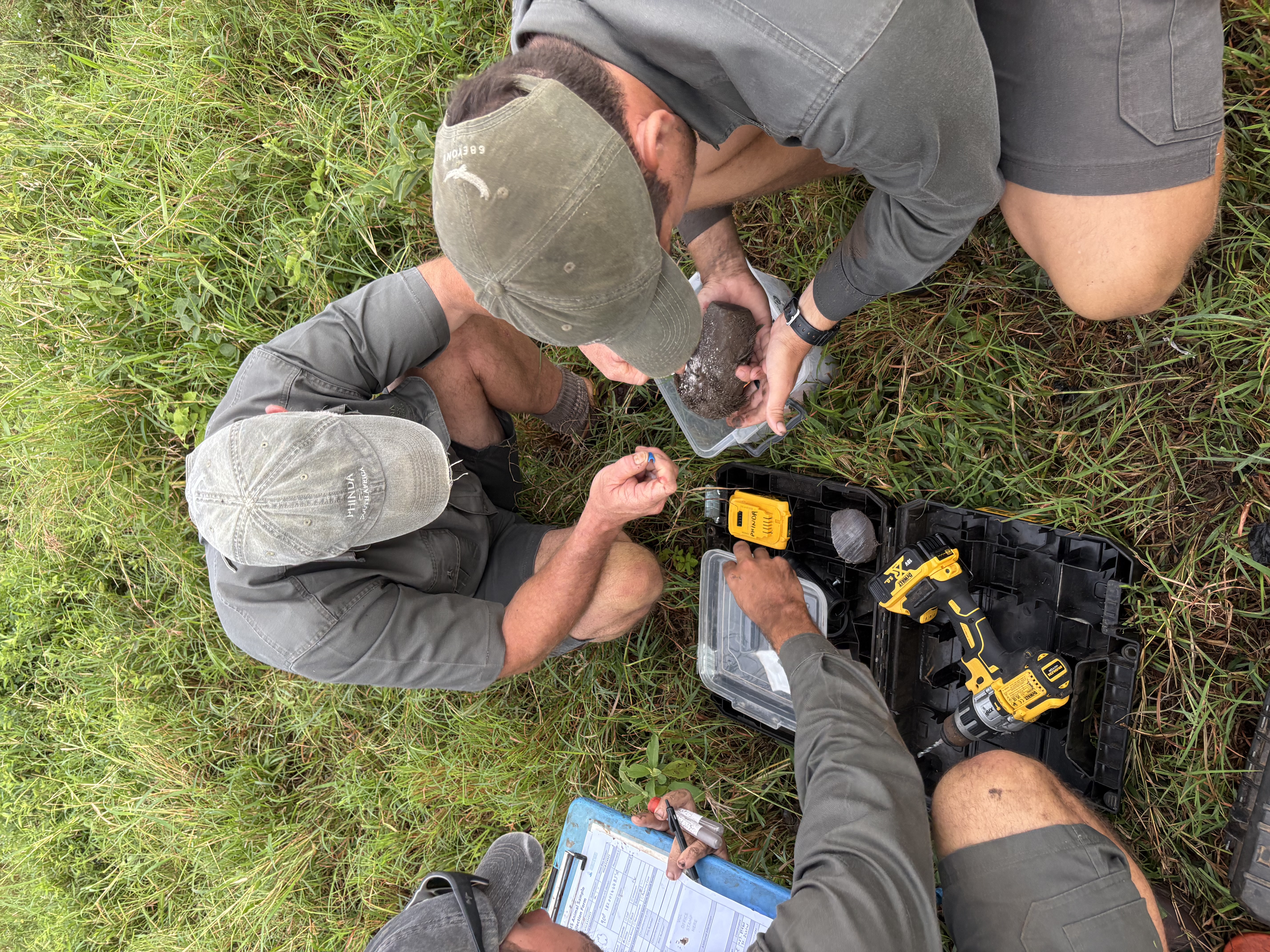 Michelle Jacobs - volunteers and staff insepcting a rhino horn trimming