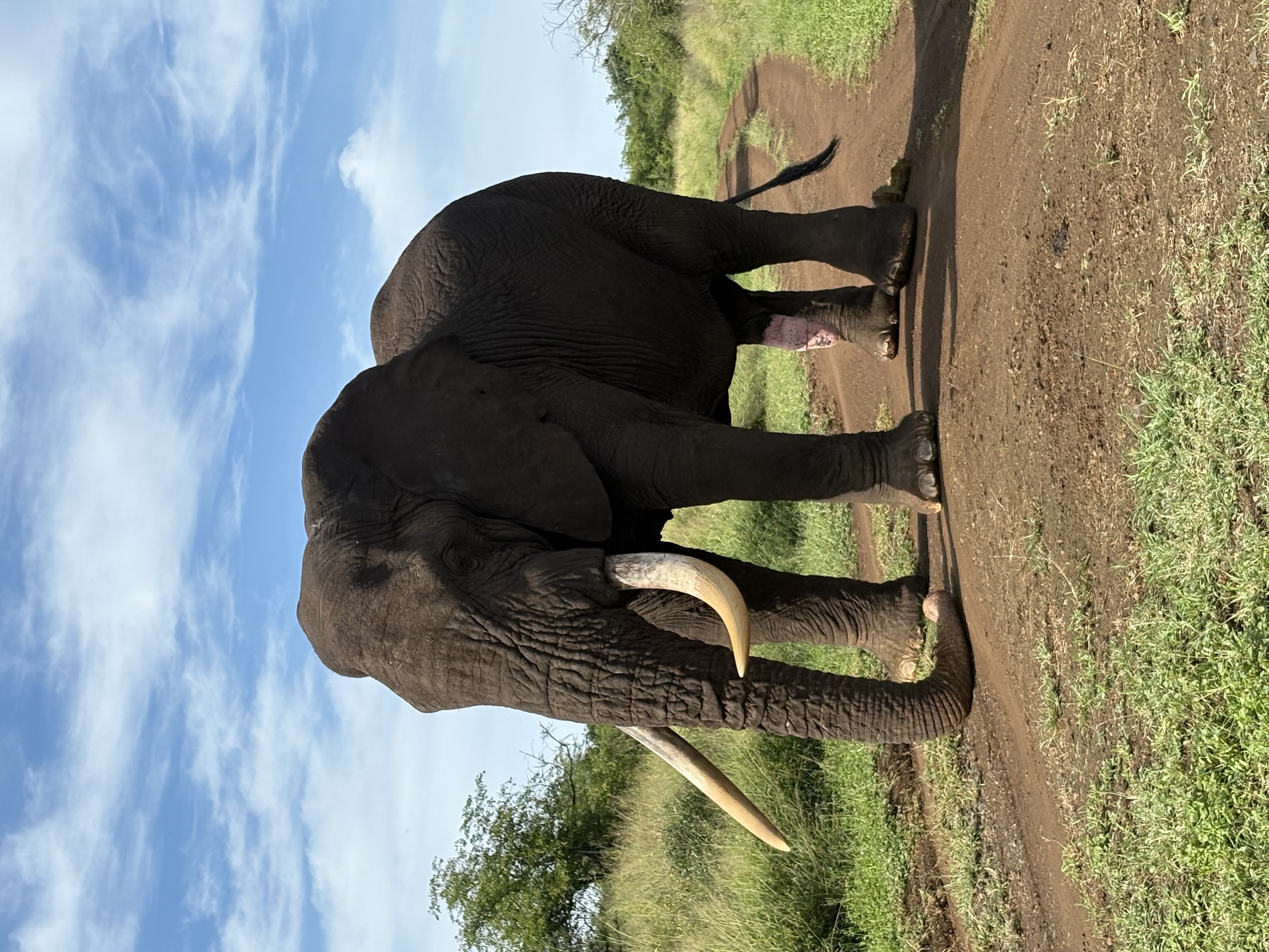 Michelle Jacobs - close up of an elephant 
