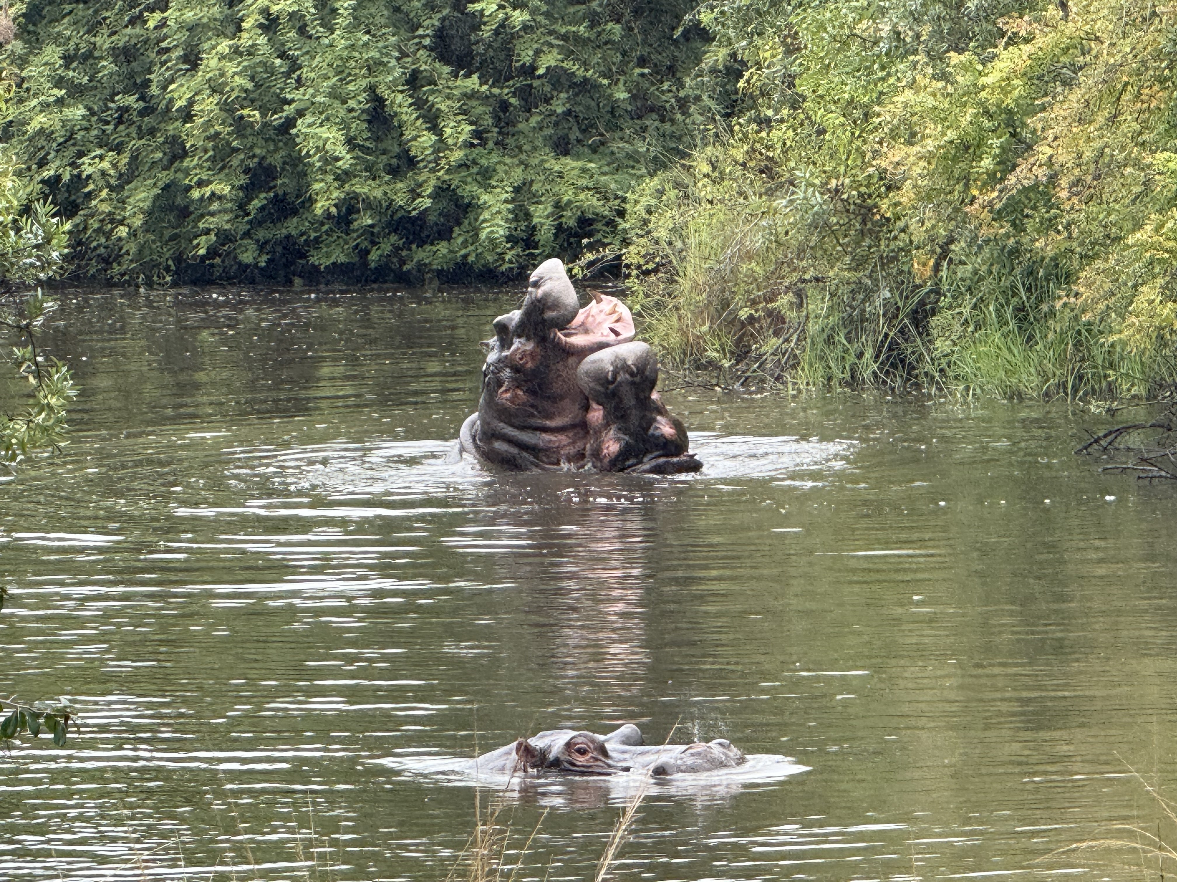 Michelle Jacobs - two hippos fighting in the water 