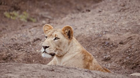 Michelle Jacobs - close up of a lioness