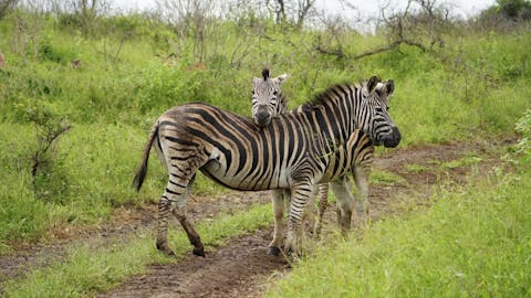 Michelle Jacobs - mother and baby zebra looking right at the camera