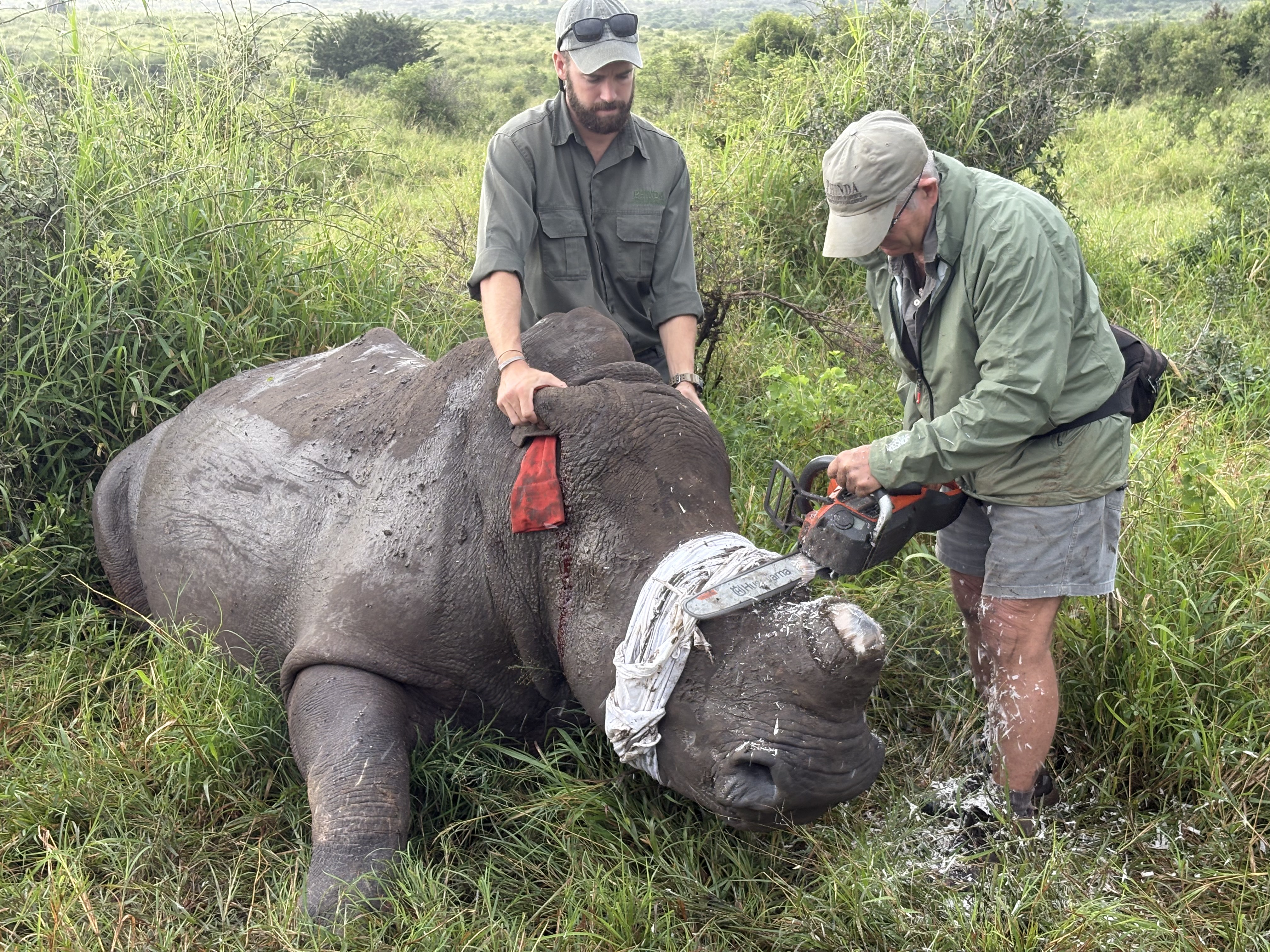 Michelle Jacobs - rhin horn trimming 