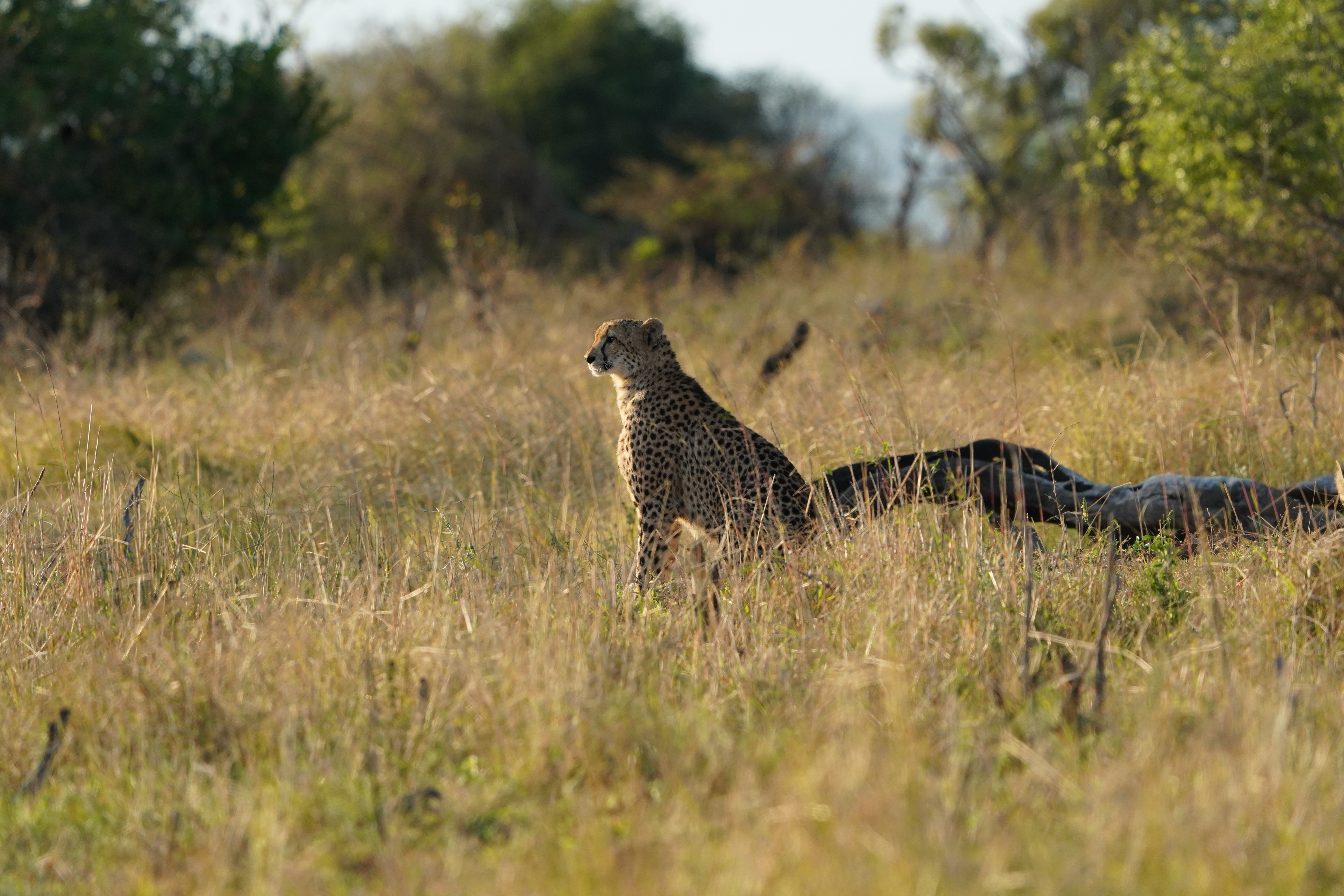 Isabella Drenthen - cheetah