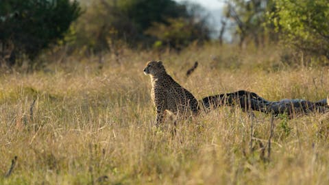 Isabella Drenthen - cheetah