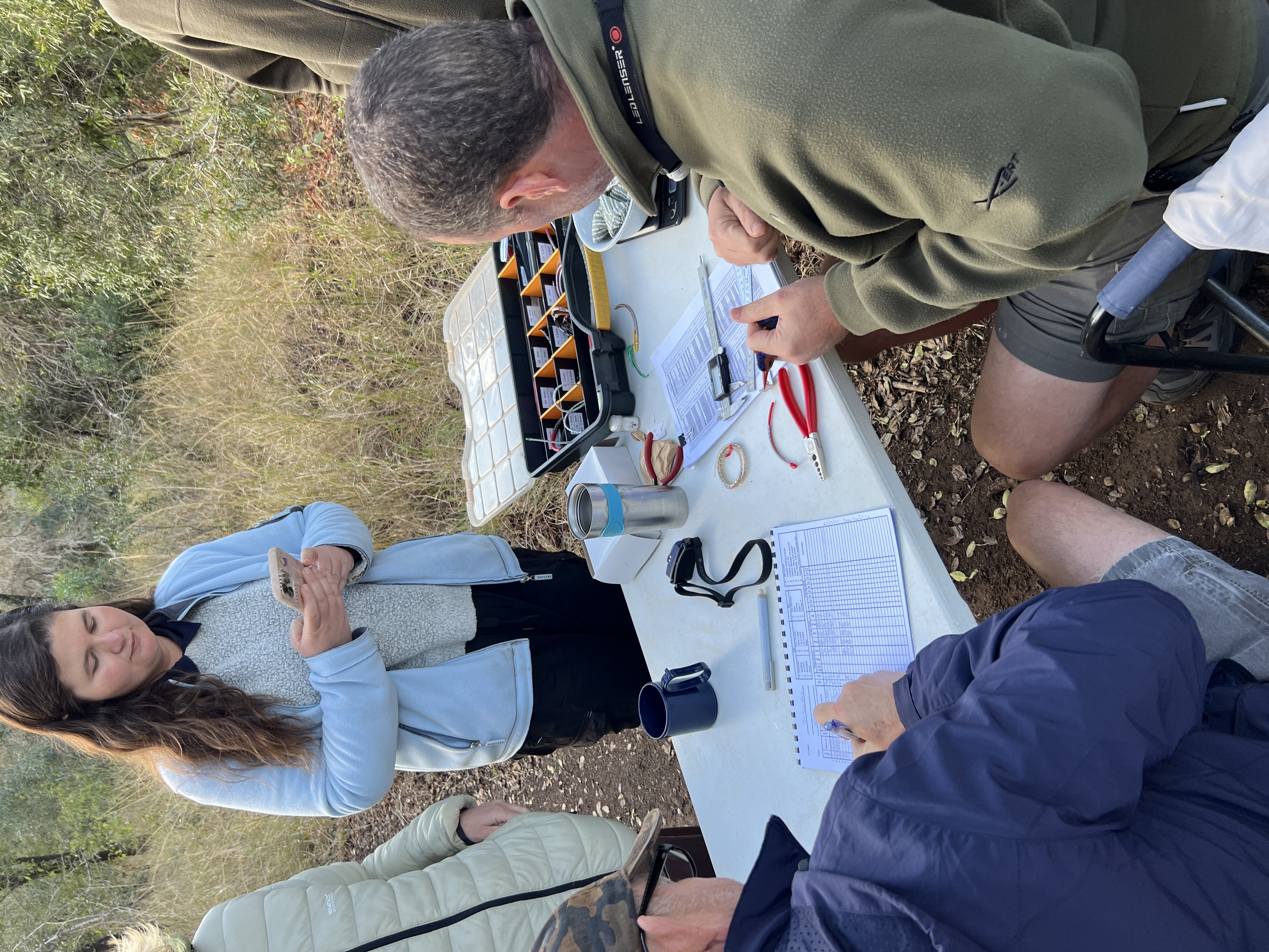 Isabella Drenthen - bird ringing 