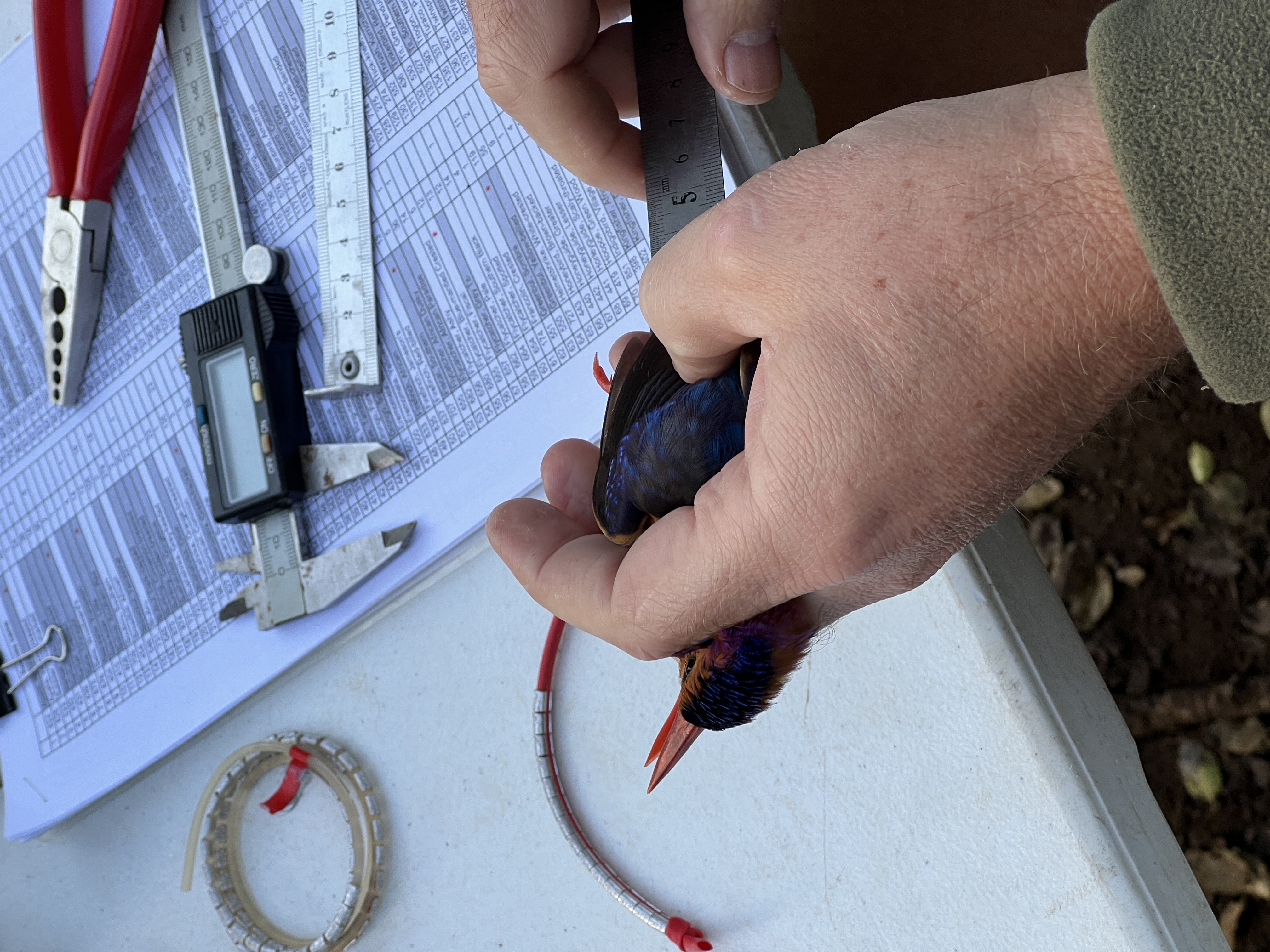 Isabella Drenthen - bird ringing