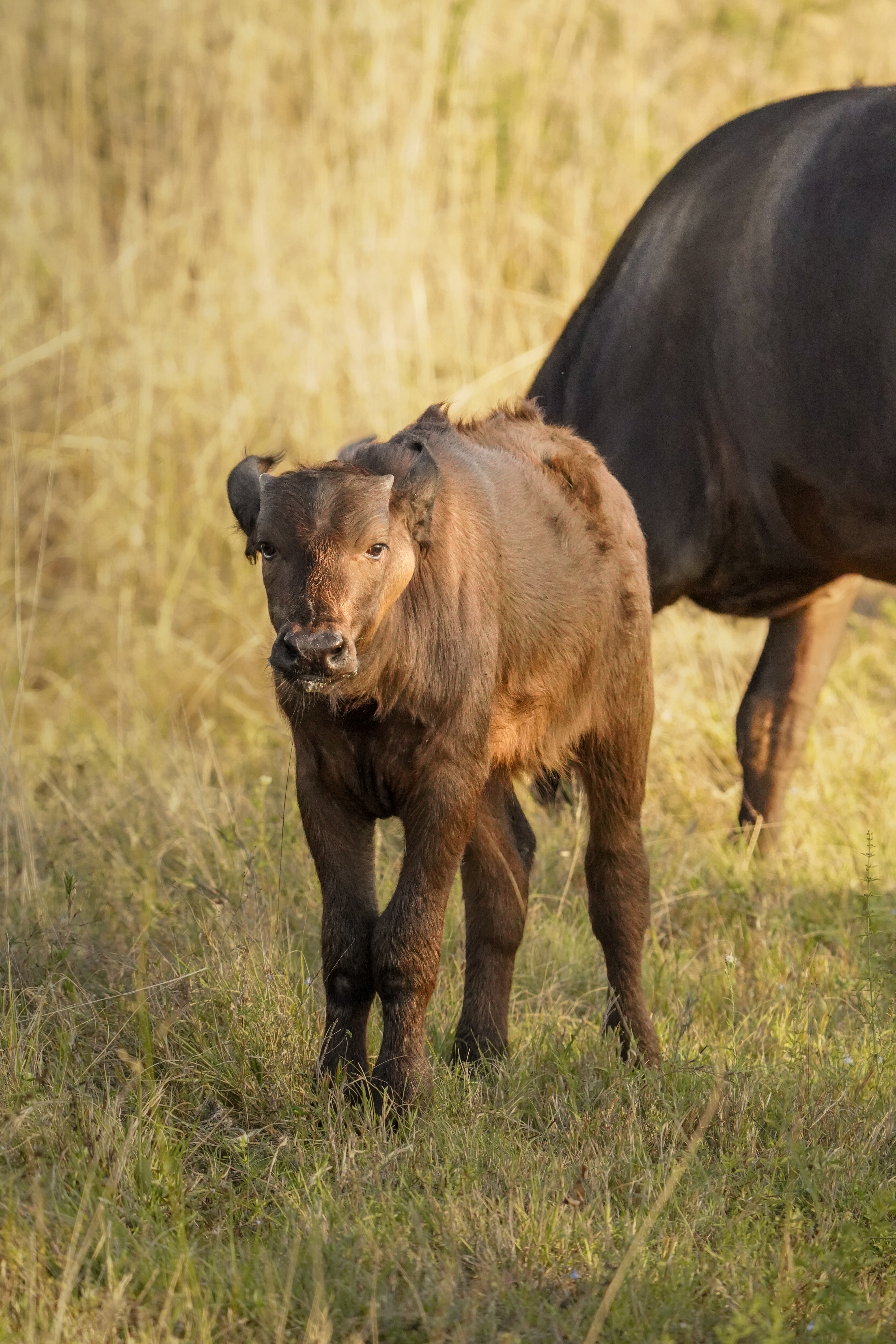 Isabella Drenthen - buffalo calf close up 