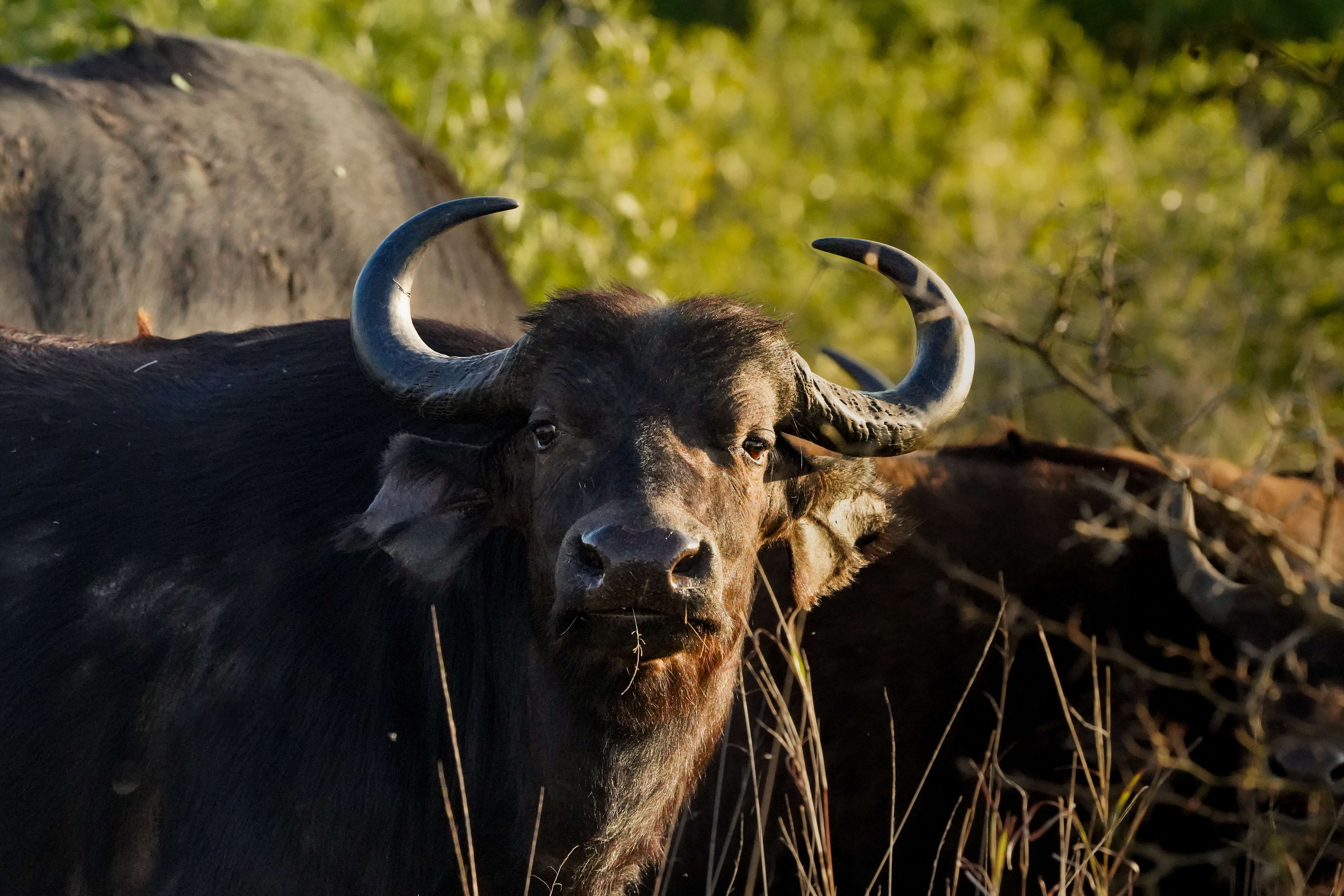 Isabella Drenthen - buffalo close up