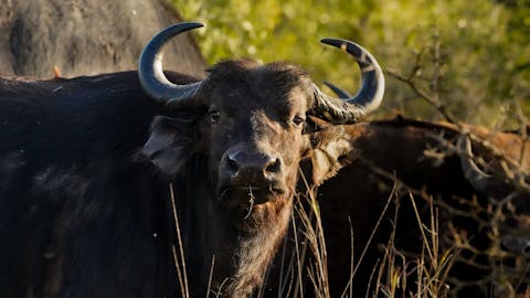 Isabella Drenthen - buffalo close up