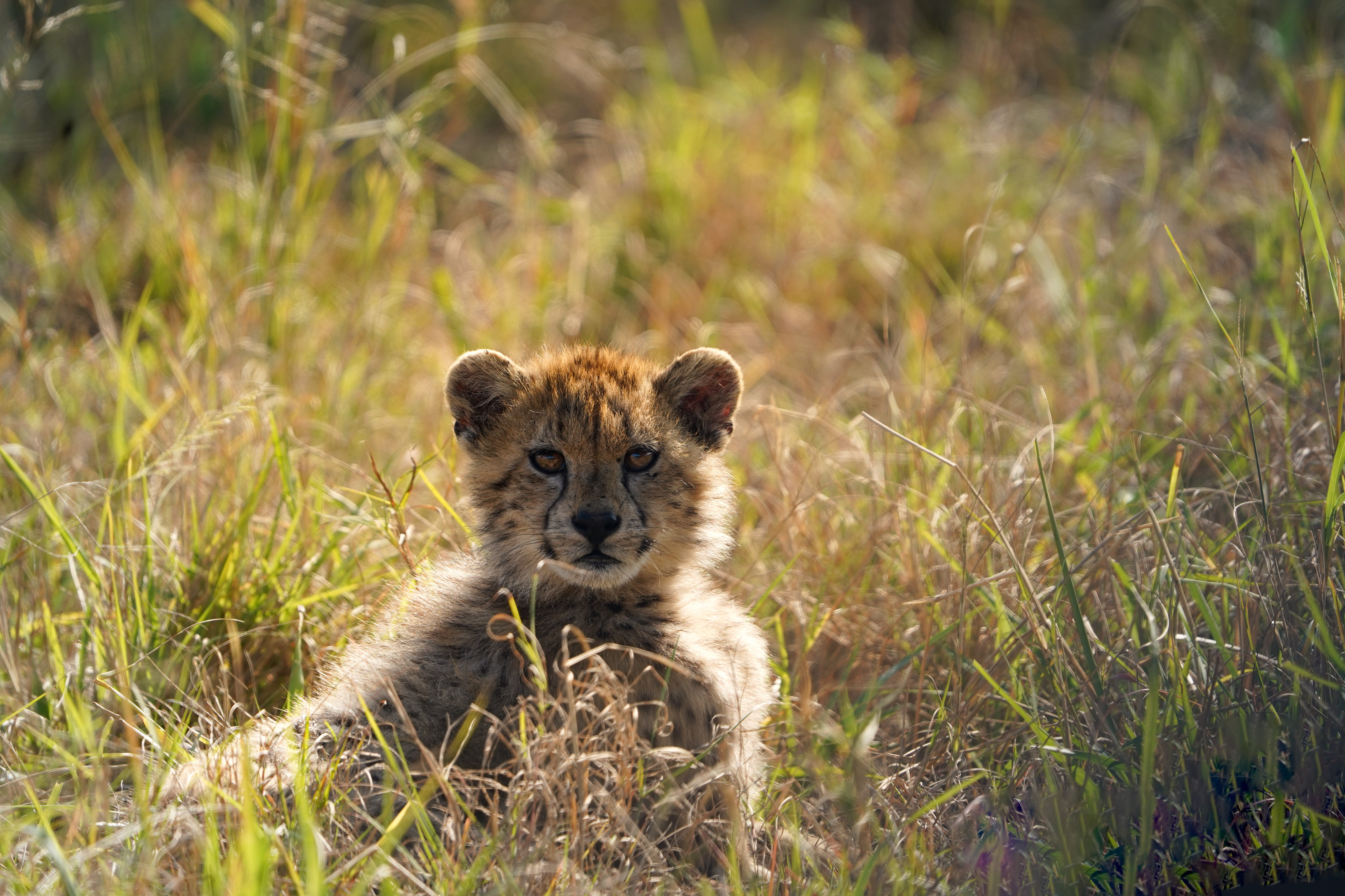 Isabella Drenthen - cheetah cub close up 