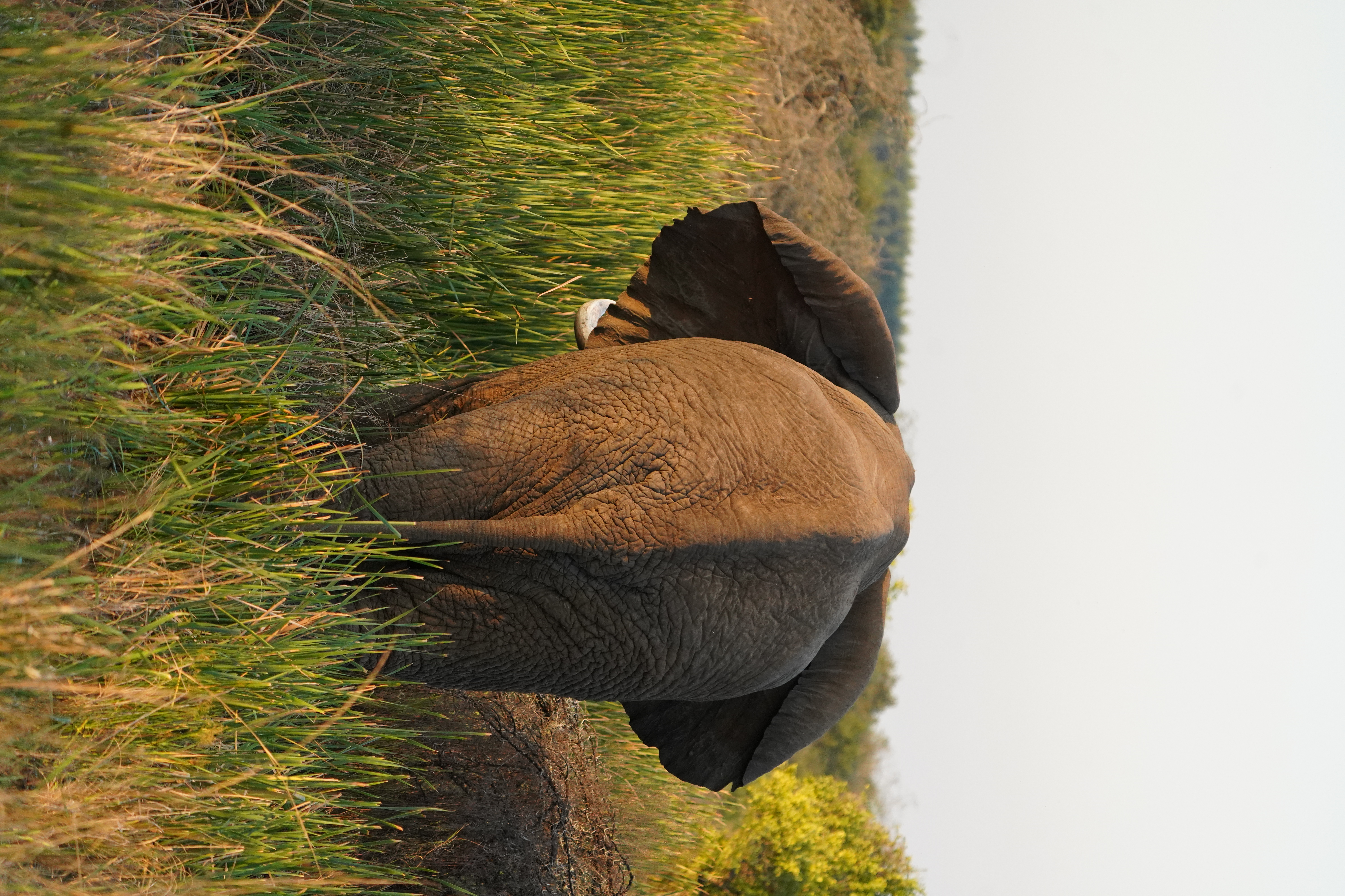 Isabella Drenthen - elephant from behind