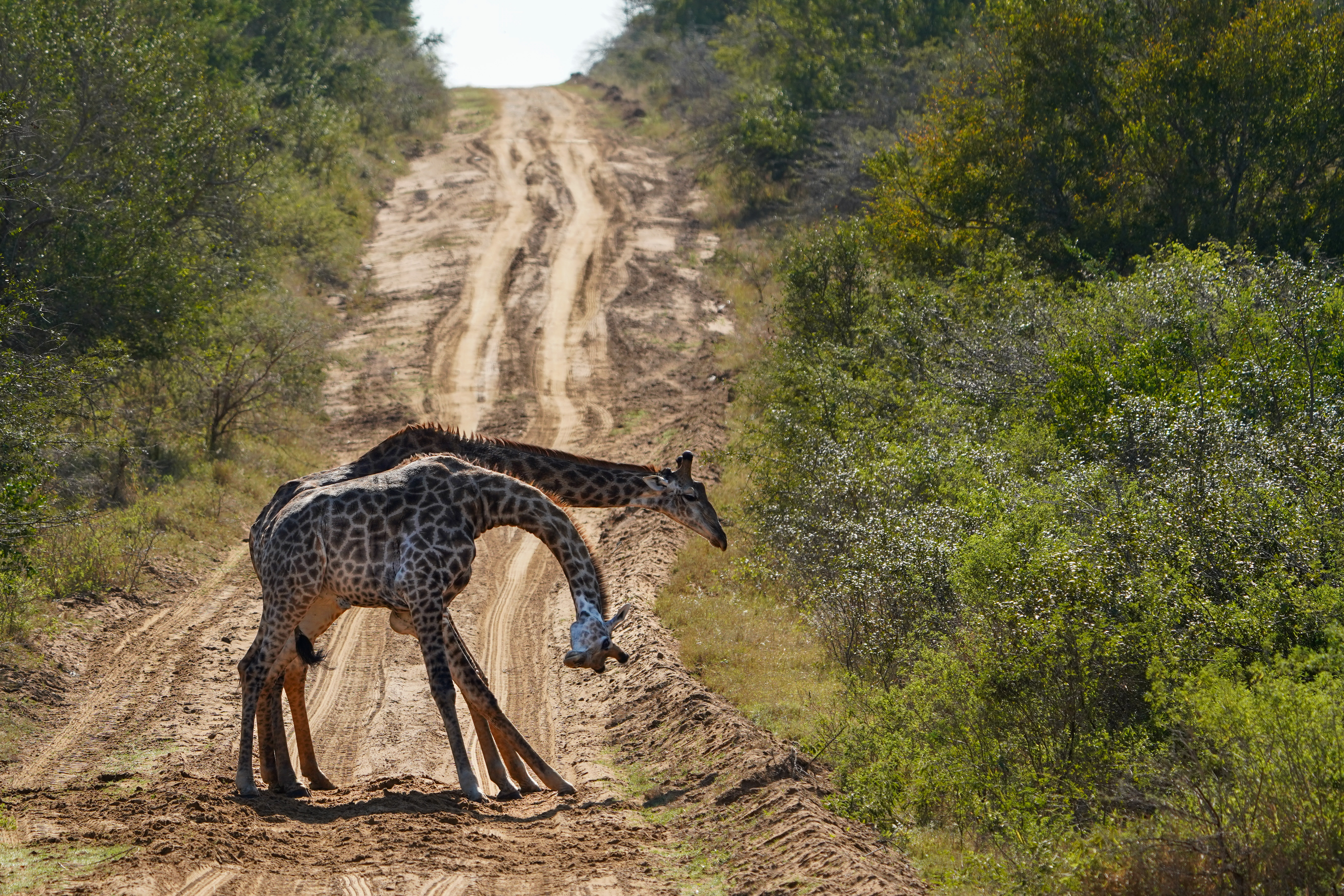 Isabella Drenthen - two giraffe on the track
