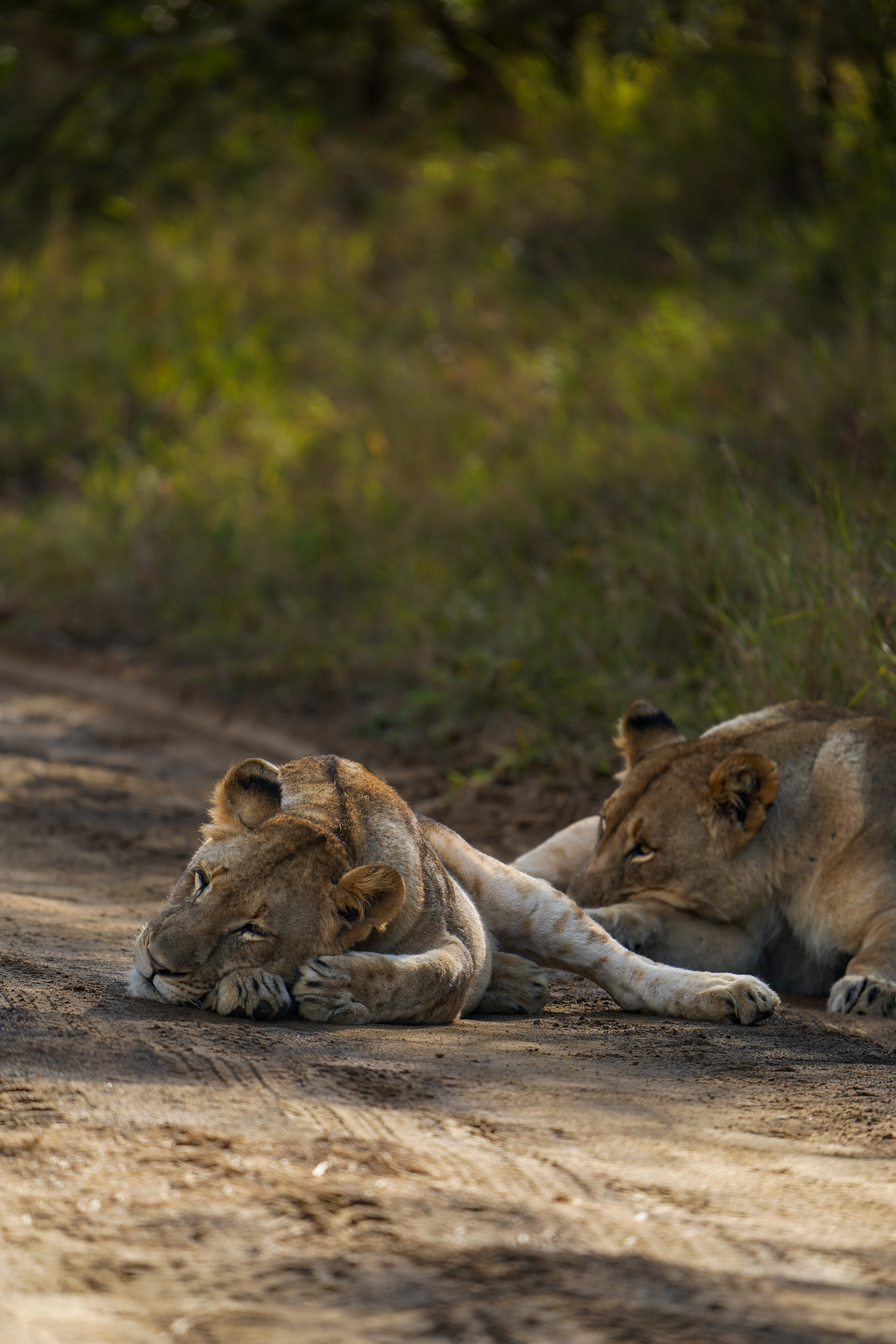Isabella Drenthen - lions lying on the track
