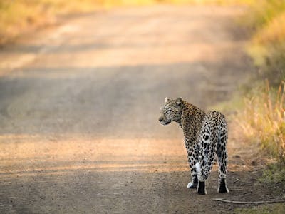 Isabella Drenthen - leopard on the track
