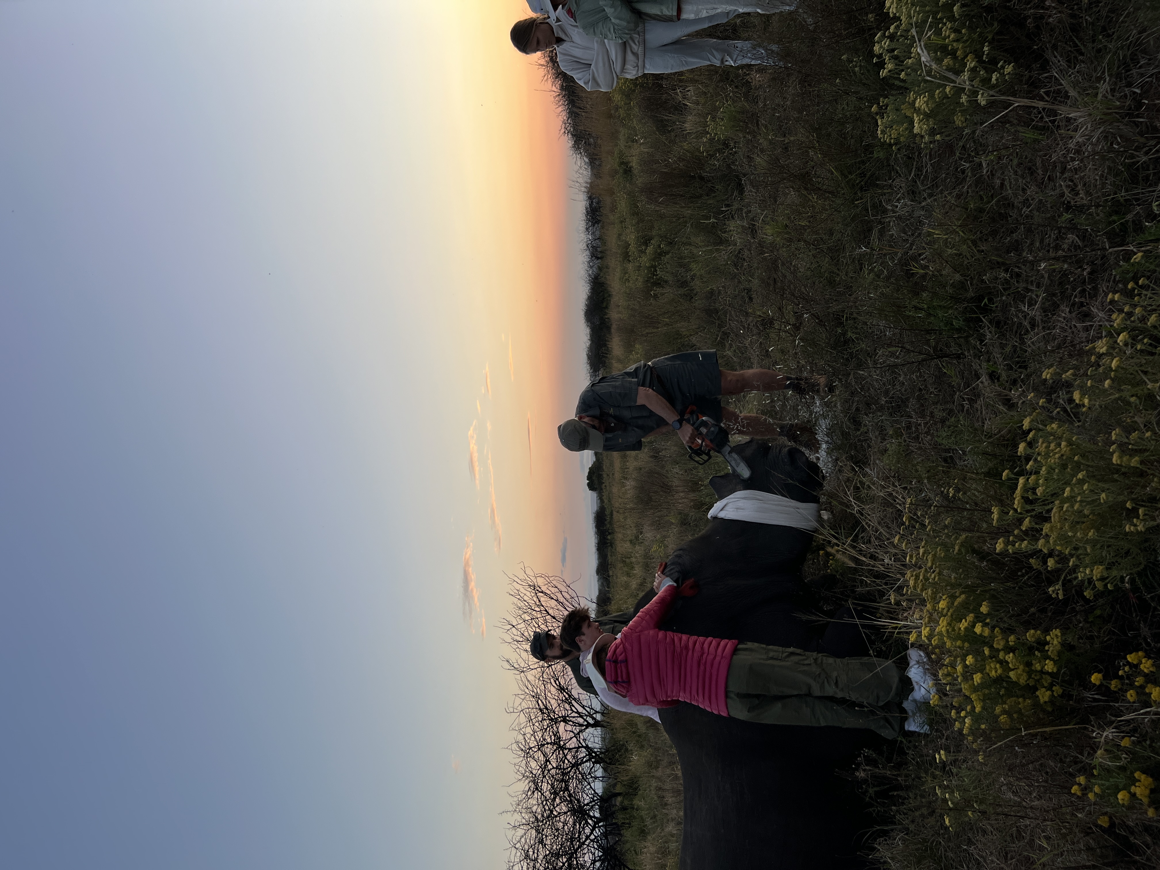 Isabella Drenthen - rhino horn trimming at sunset