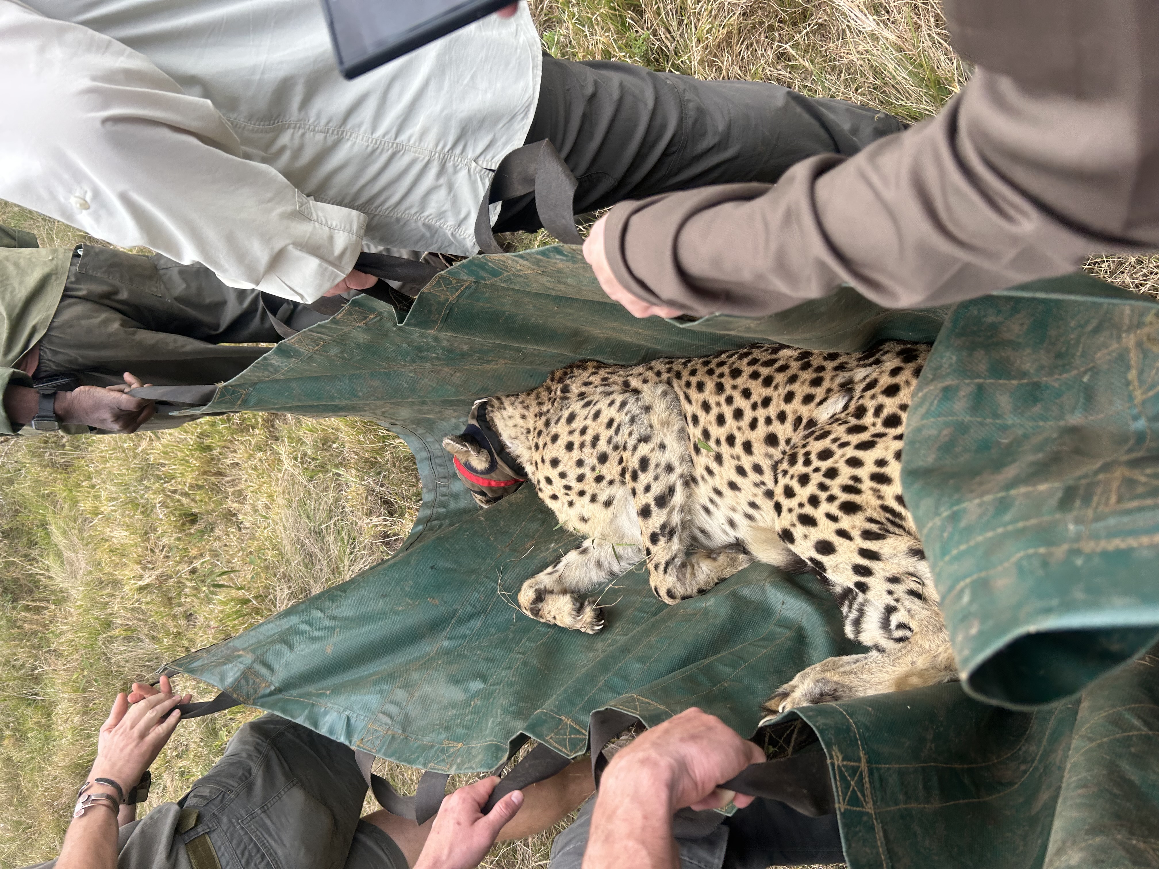 Isabella Drenthen - sedated cheetah being carried 