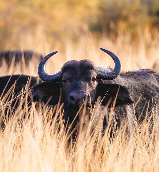 Lee Knowles - buffalo in the long grass