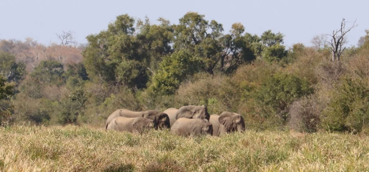 Francesca Weiher - herd of elehants in the distance 