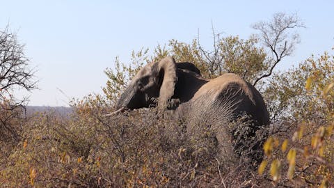 Francesca Weiher - elephant close up in the bush