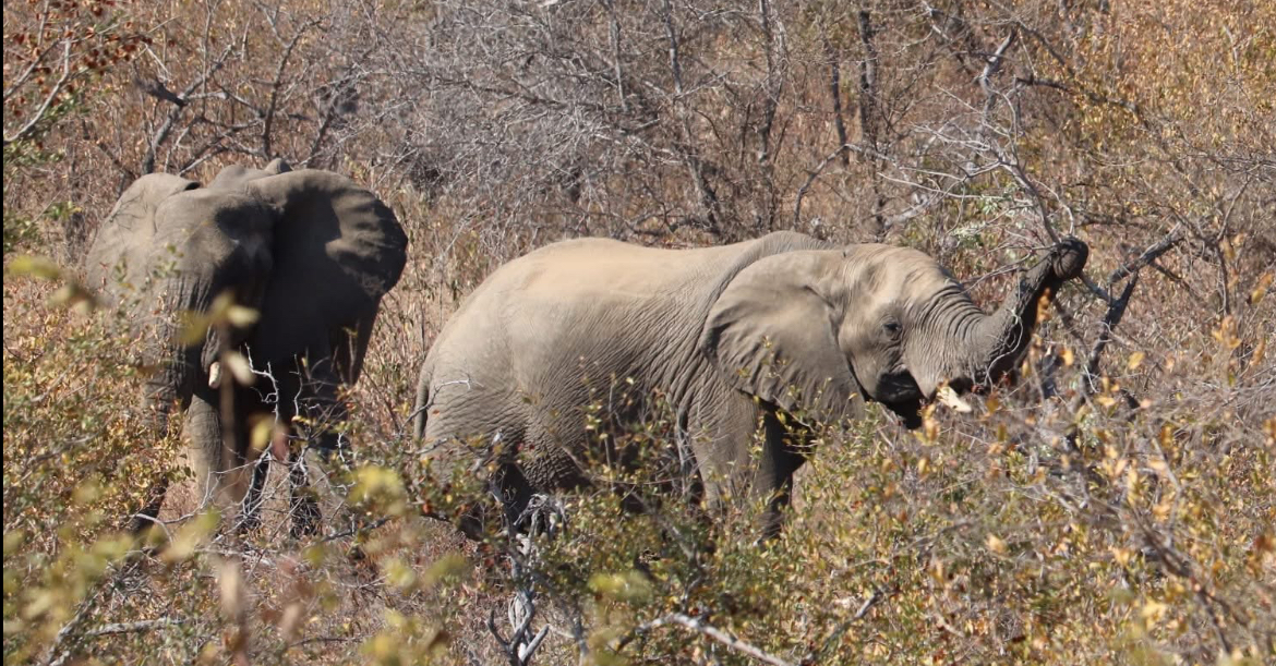 Francesca Weiher - two elephants eating leaves on a tree