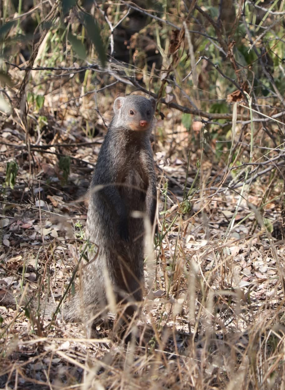 Francesca Weiher - banded mongoose 
