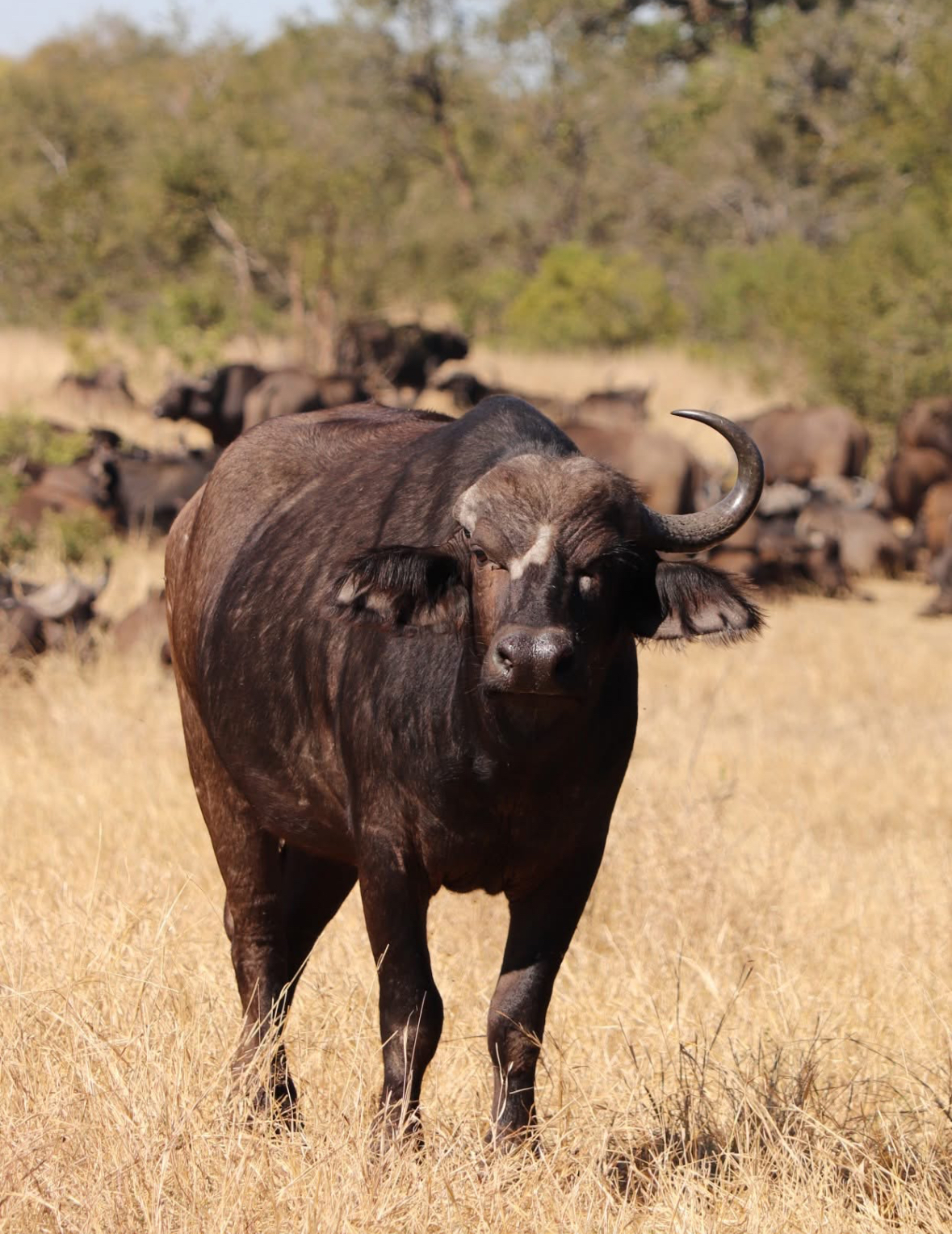 Francesca Weiher - buffalo looking directly at the camera 