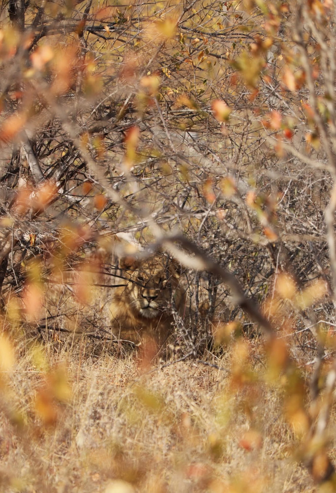 Francesca Weiher - lion lying amongst the shrubs 