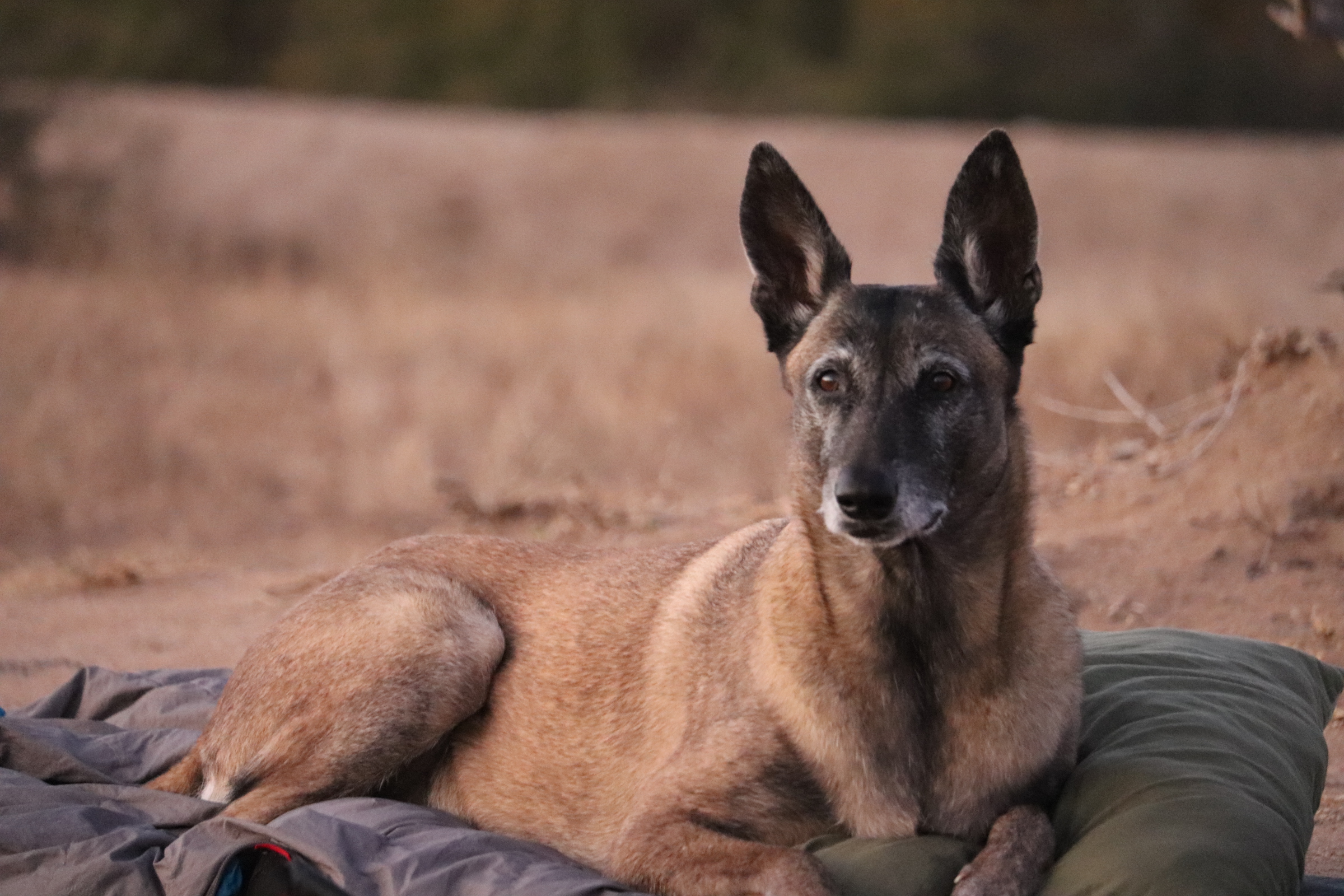 Francesca Weiher - anti-poaching dog close up