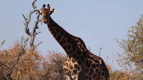 Francesca Weiher - giraffe close up in the bush