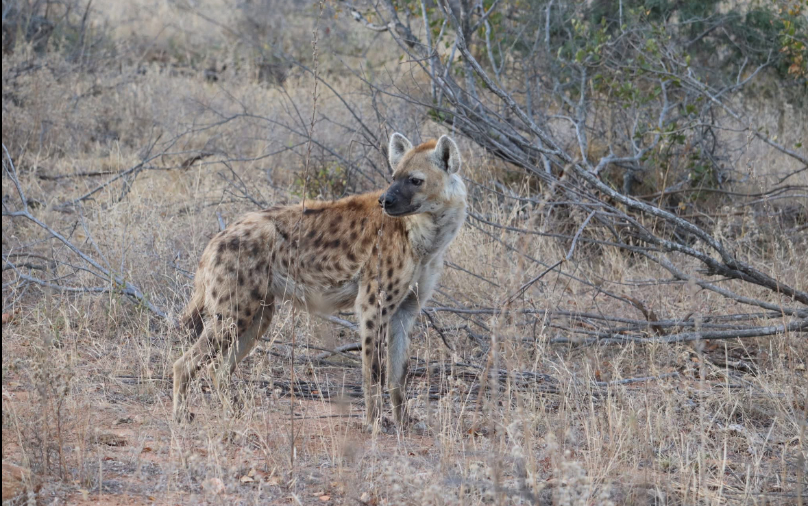 Francesca Weiher - spotted hyena 