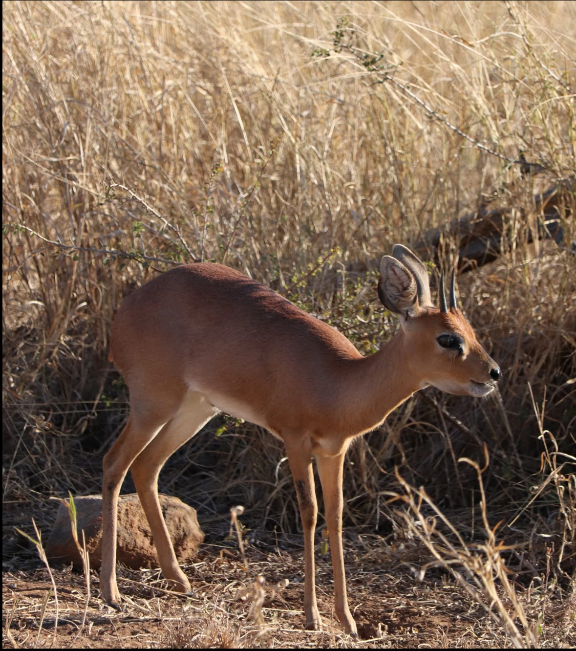 Francesca Weiher - a baby steenbok antelope