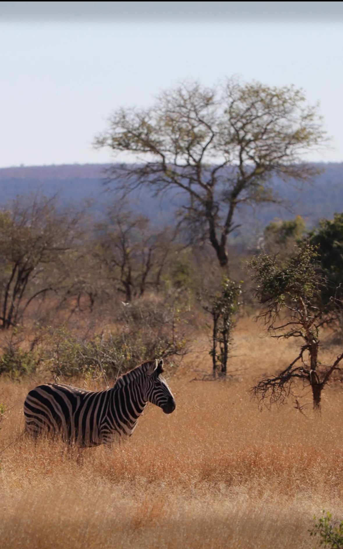 Francesca Weiher - zebra in the long grass