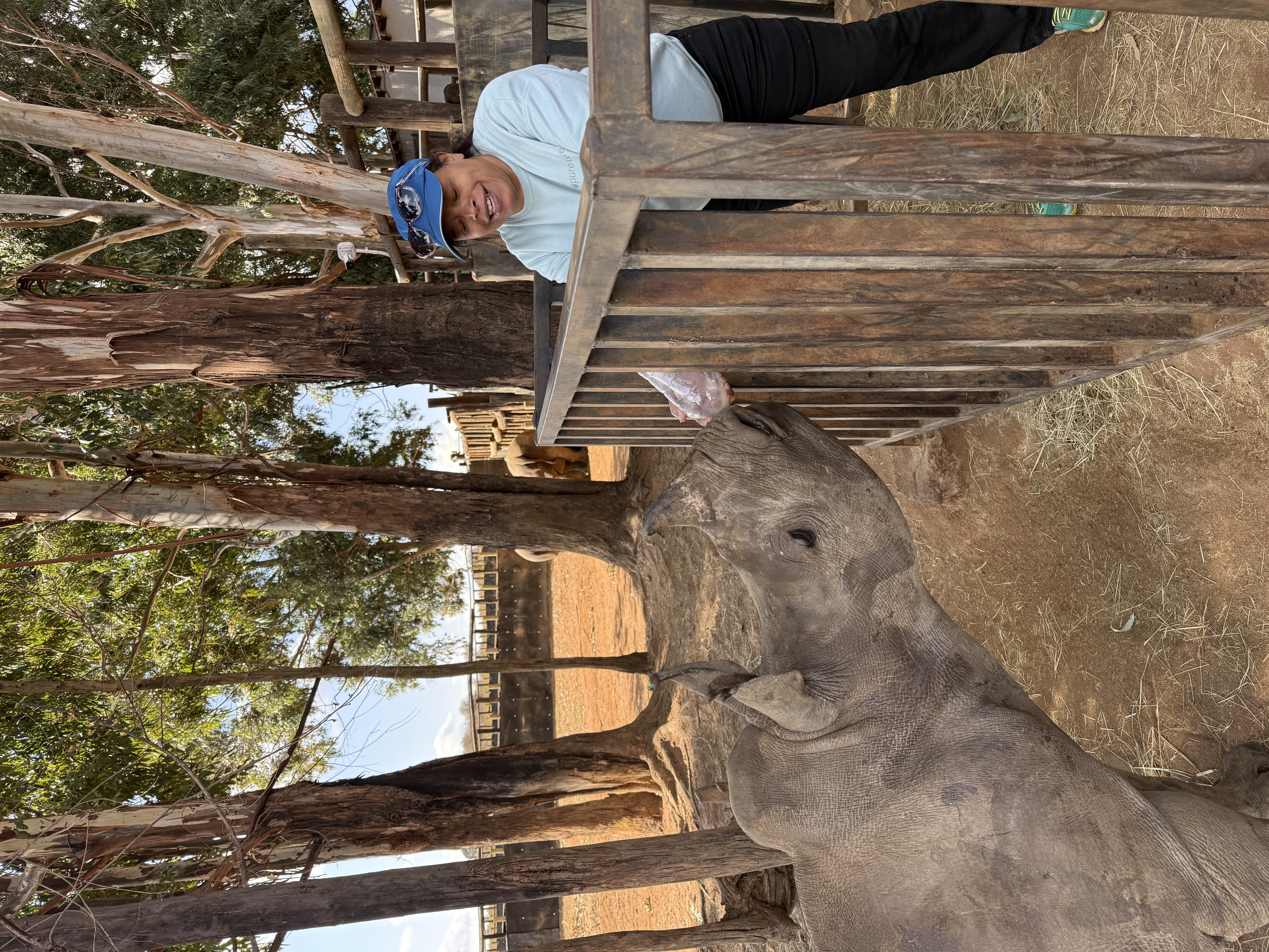 Fanny Clonch - female volunteer bottle feeding a rhino