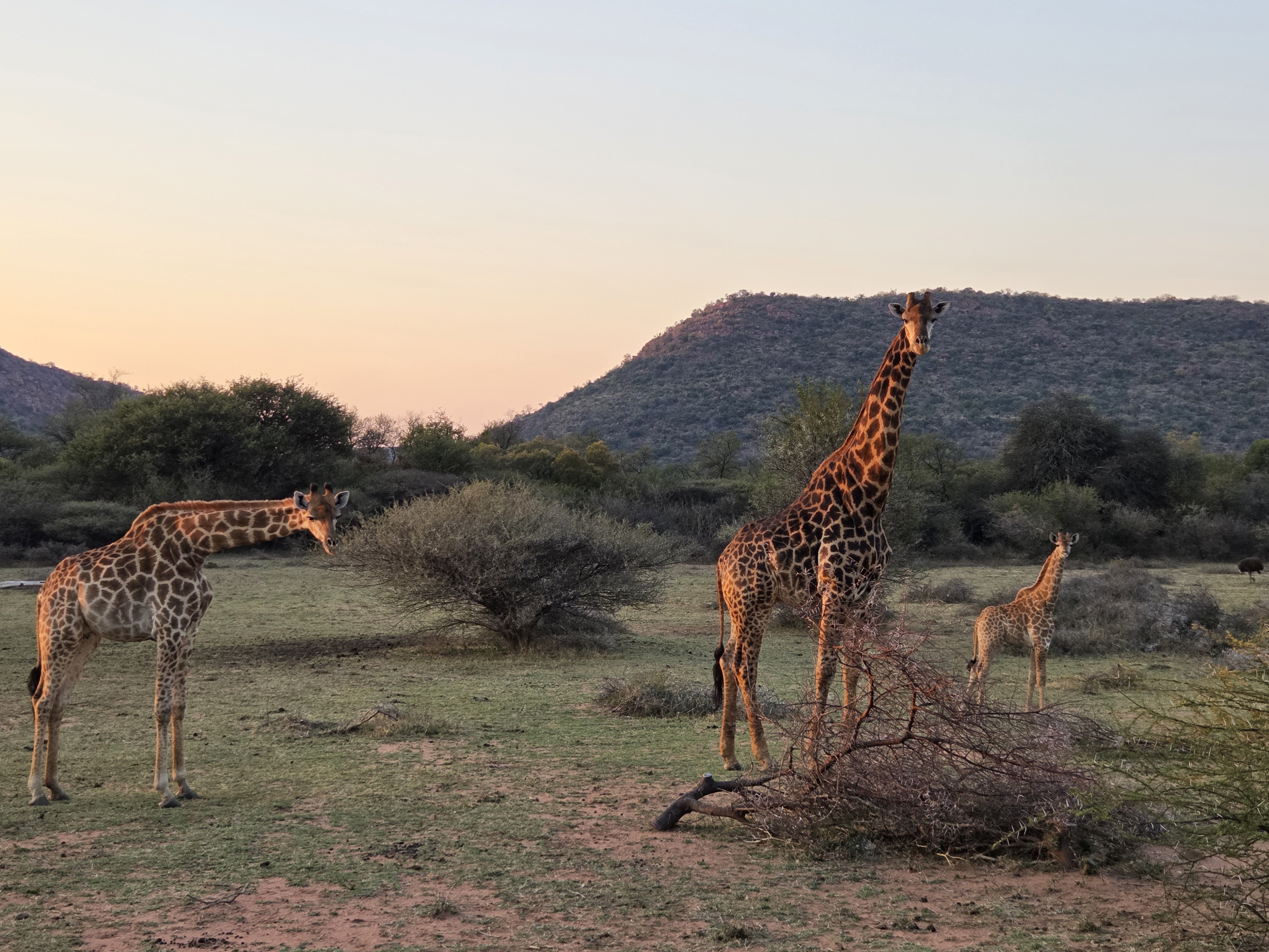 Evžen Lomák - Group of giraffes standing in the bush