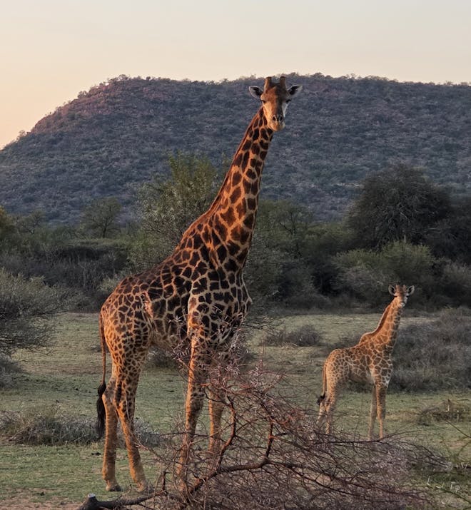 Evžen Lomák - Group of giraffes standing in the bush