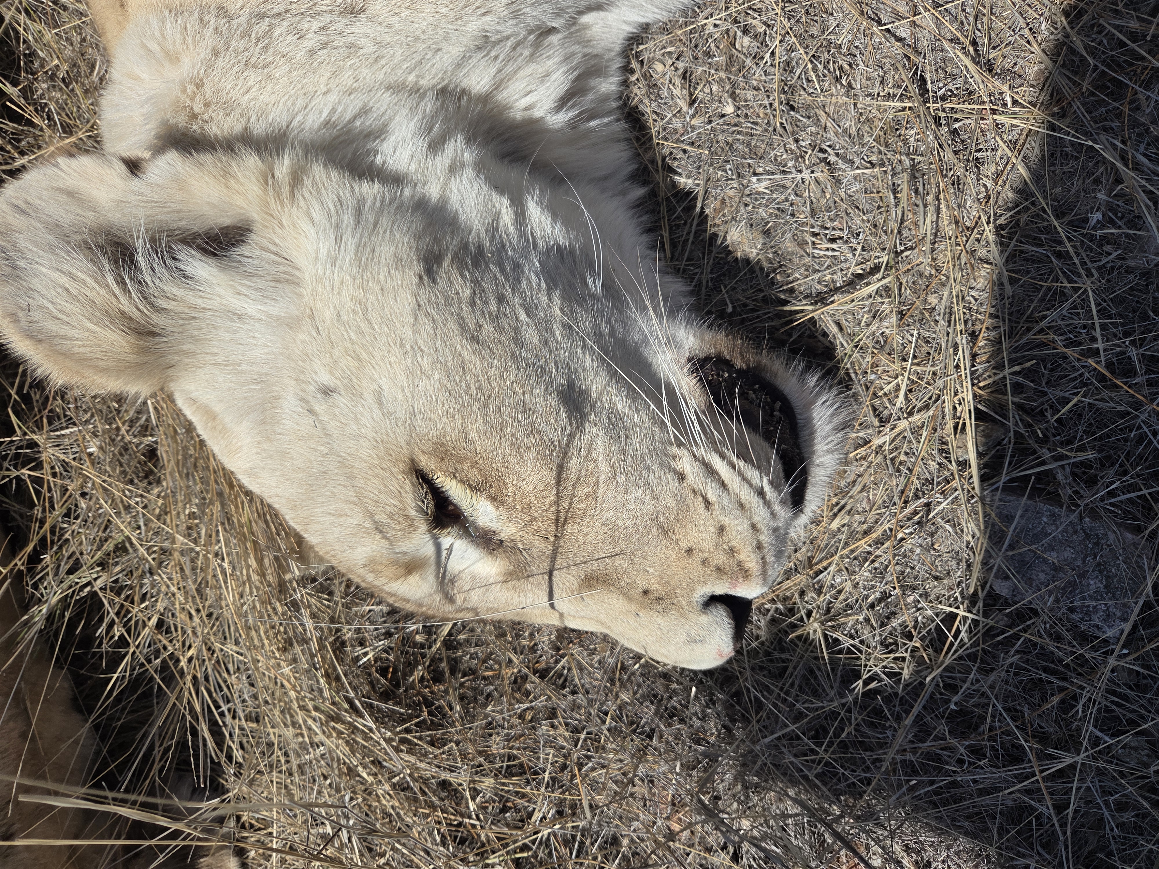 Evžen Lomák - Lioness sedated closeup