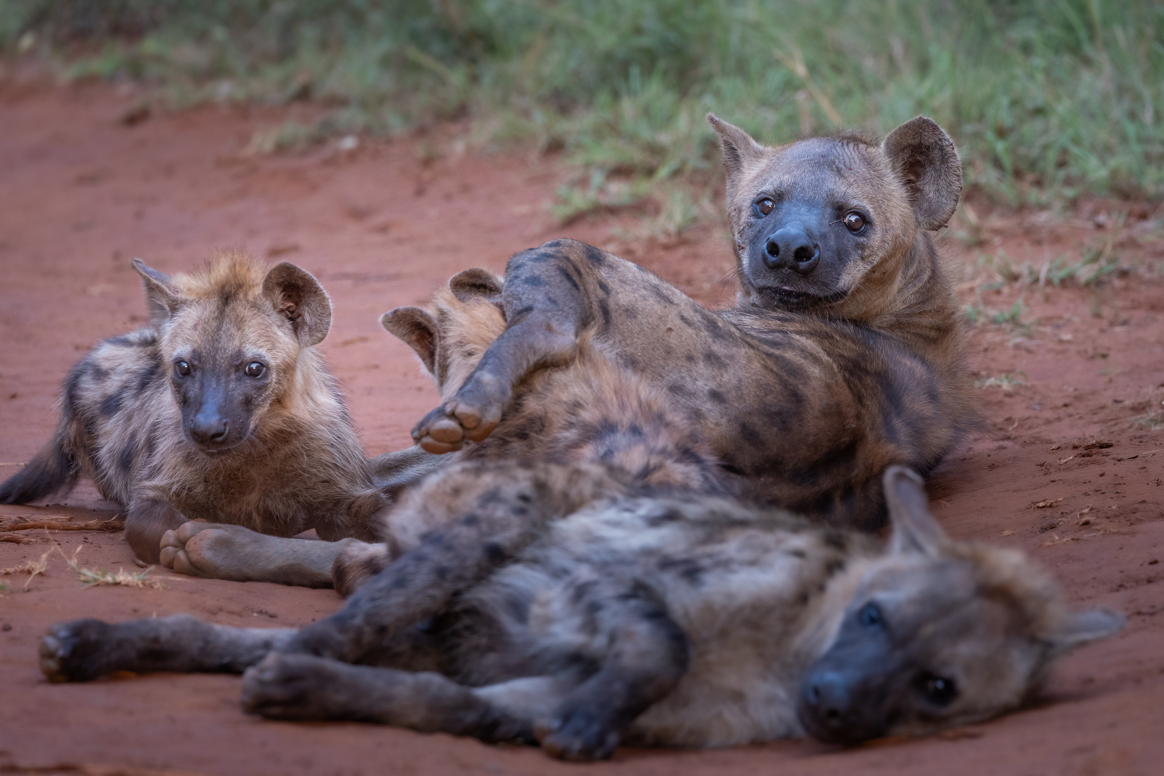 Hyena looking at camera