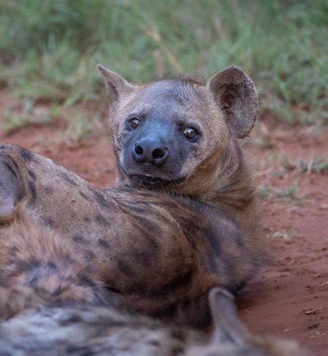 Hyena looking at camera
