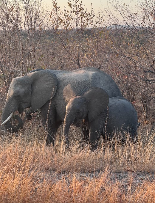 Sophie Blanchard: Adult and calf elephants on Vikela Kruger Conservation Experience